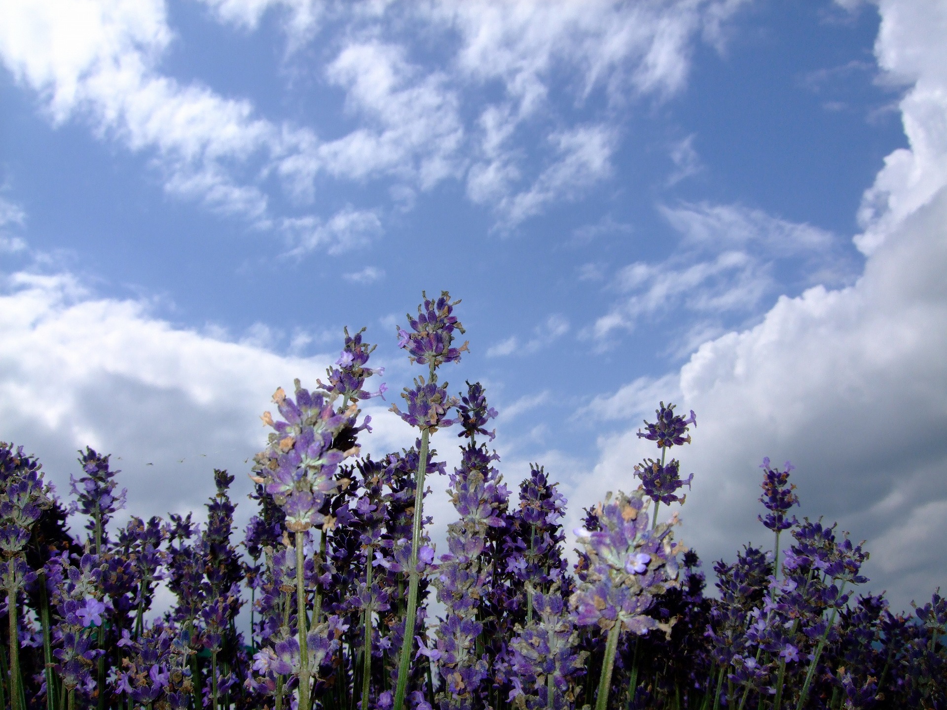 DSCF1125.jpg