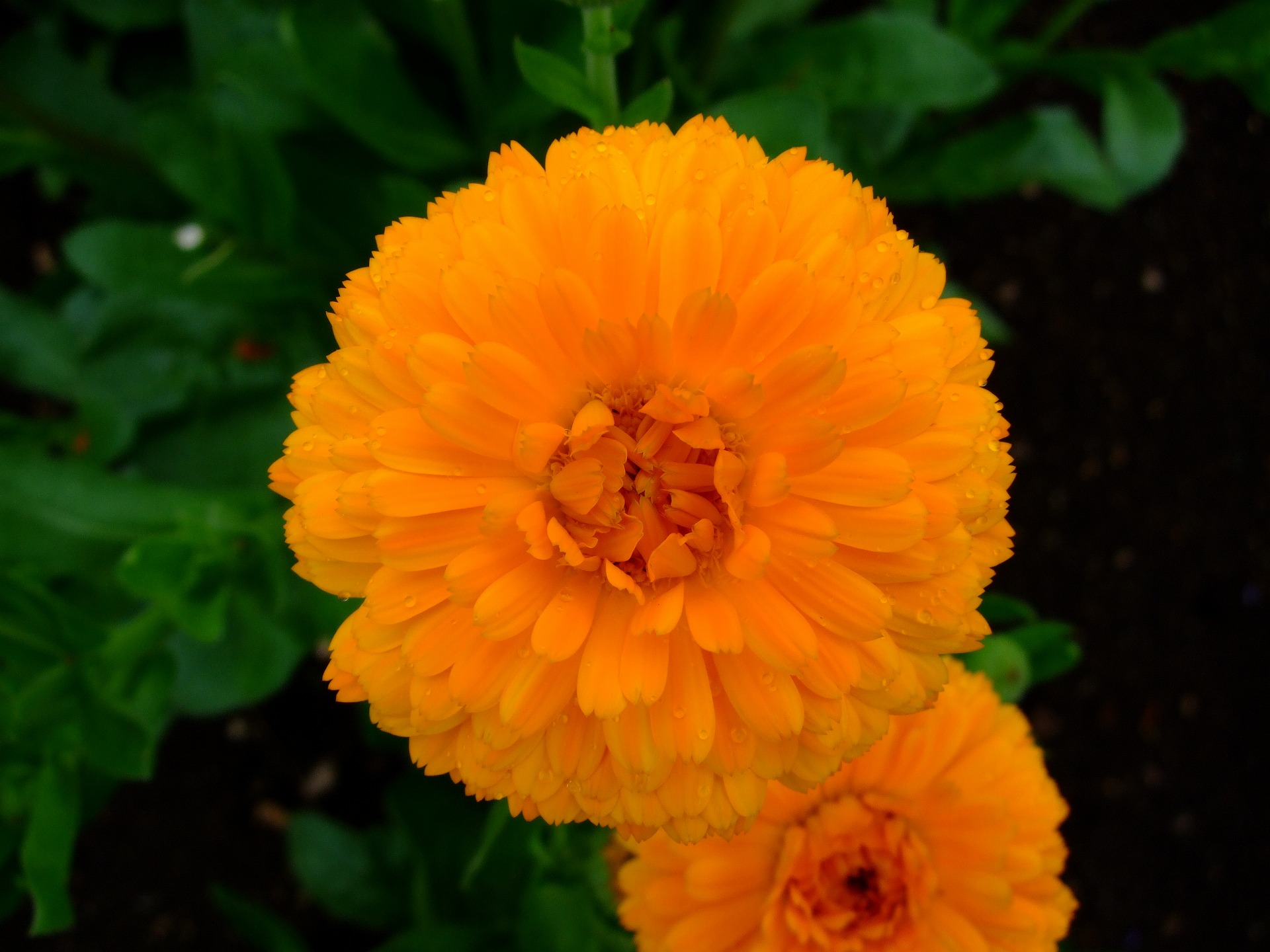 DSCF0970_0.jpg
