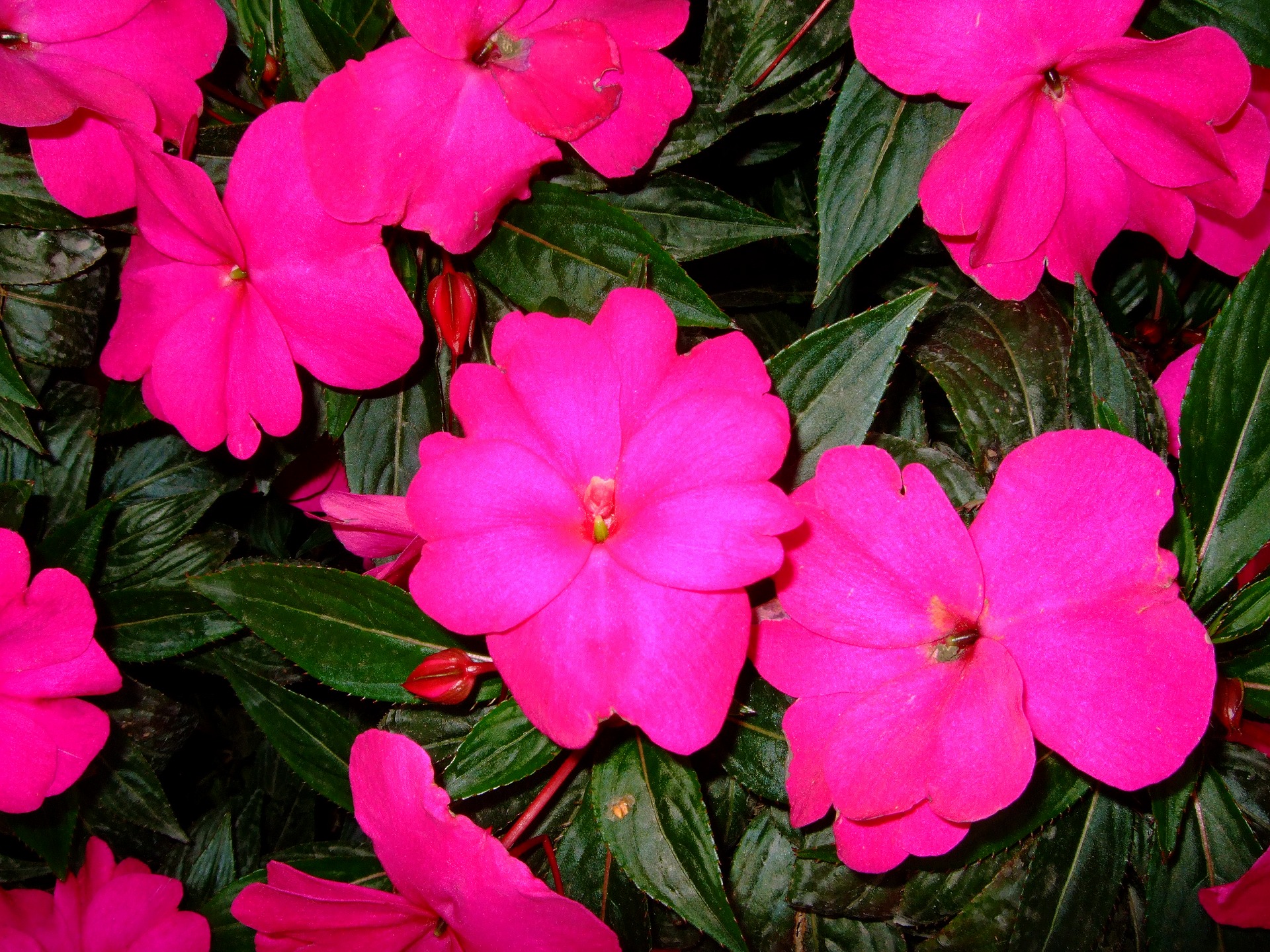 DSCF0996.jpg