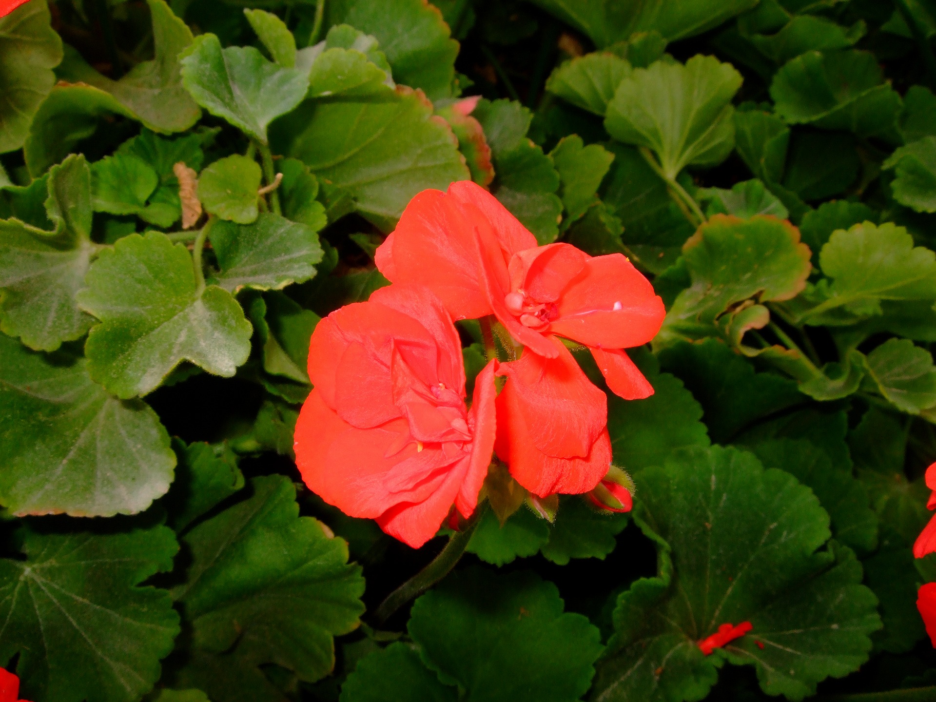 DSCF1004.jpg