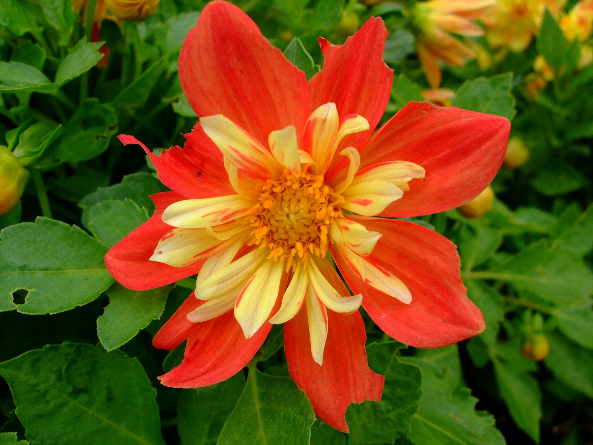 DSCF1182.jpg