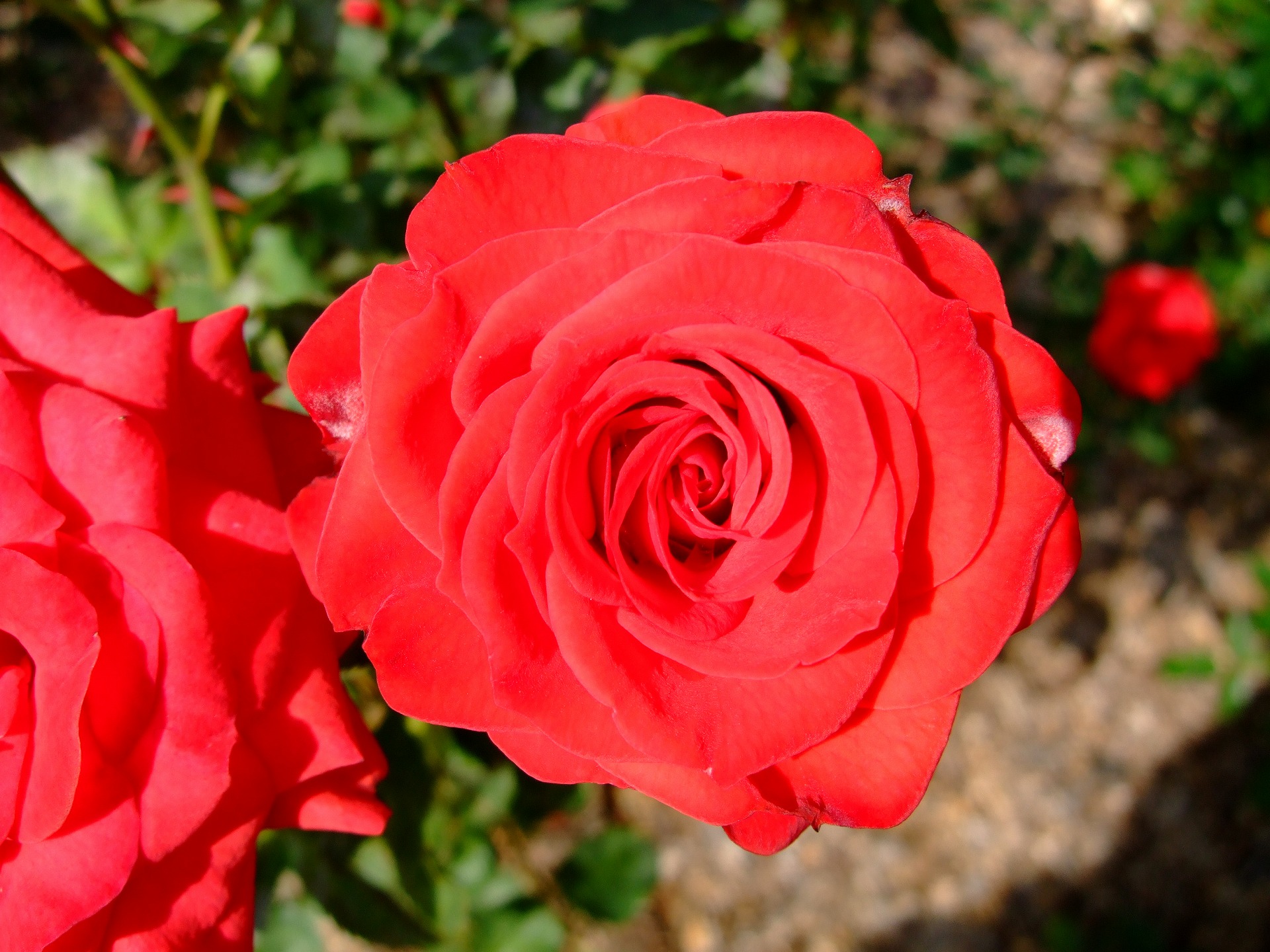 DSCF1199.jpg