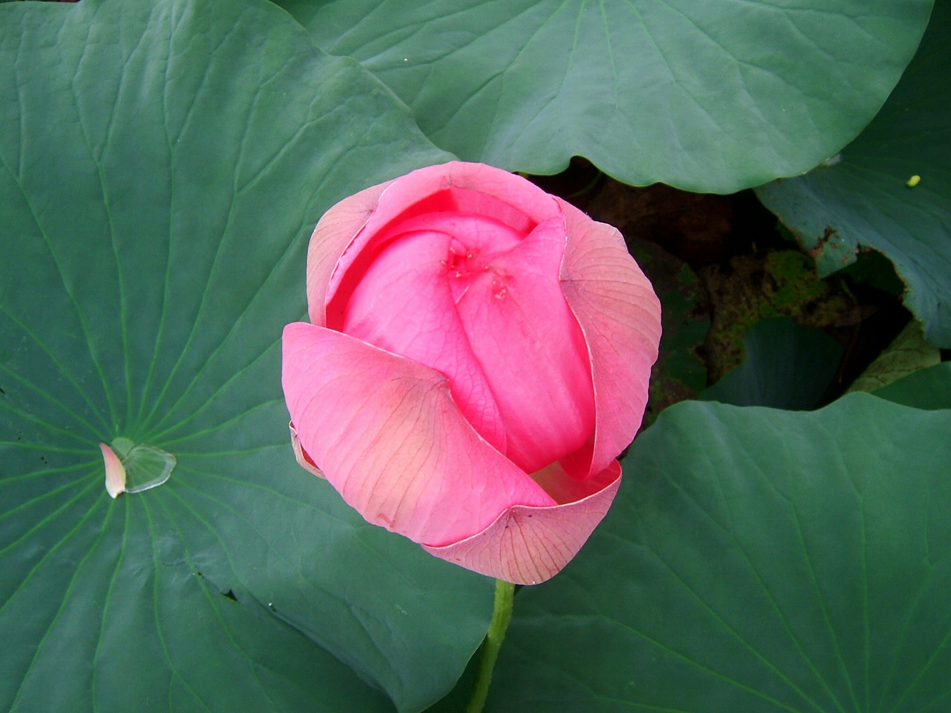 DSCF3453.jpg