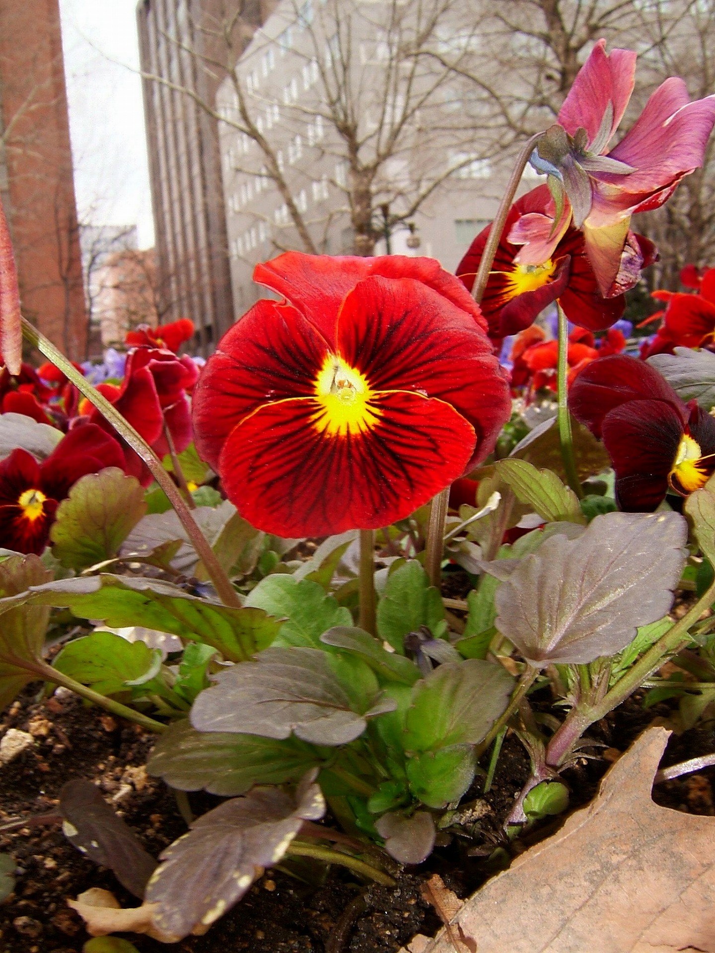 DSCF5278.jpg