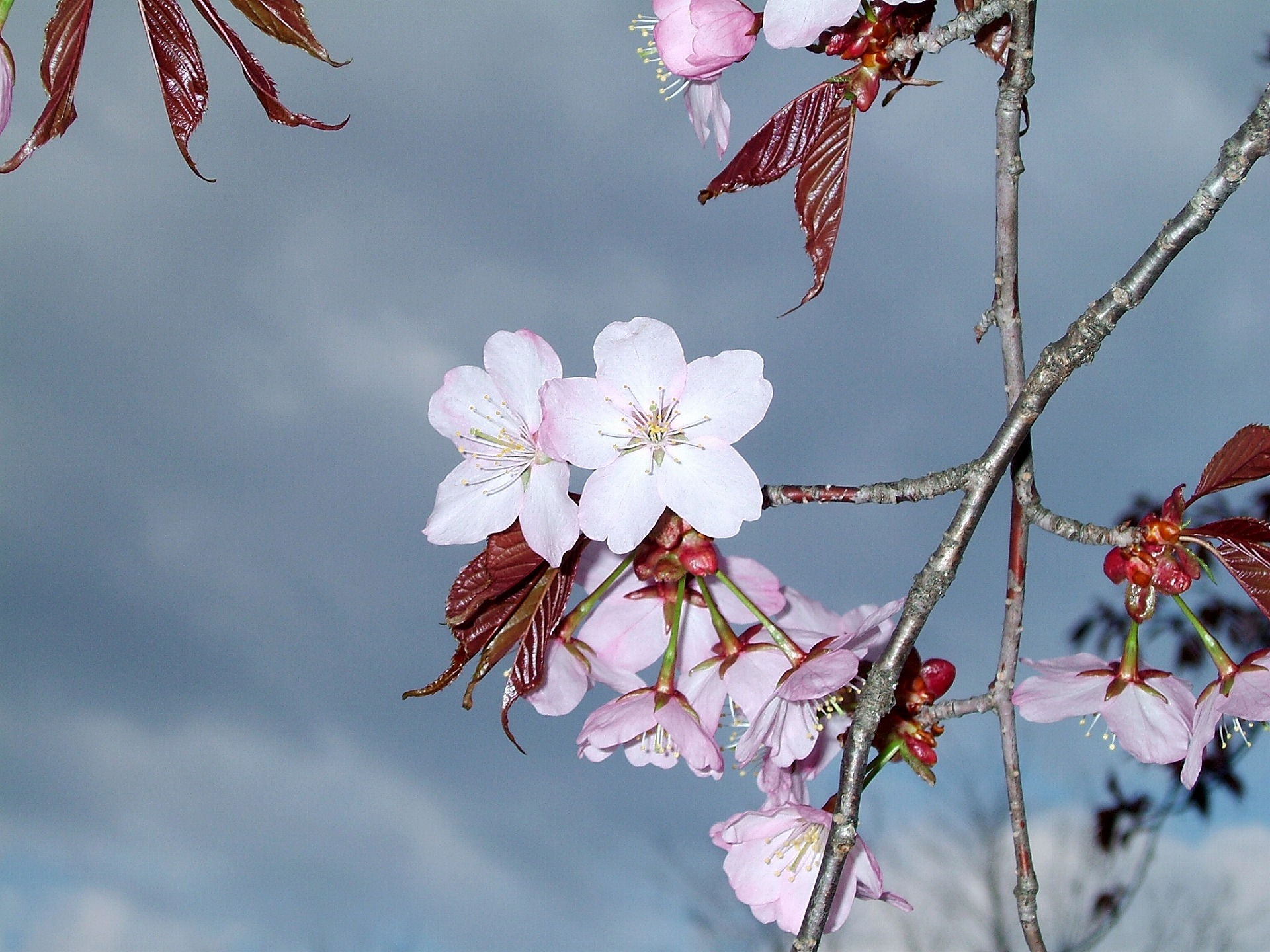 DSCF5525.jpg