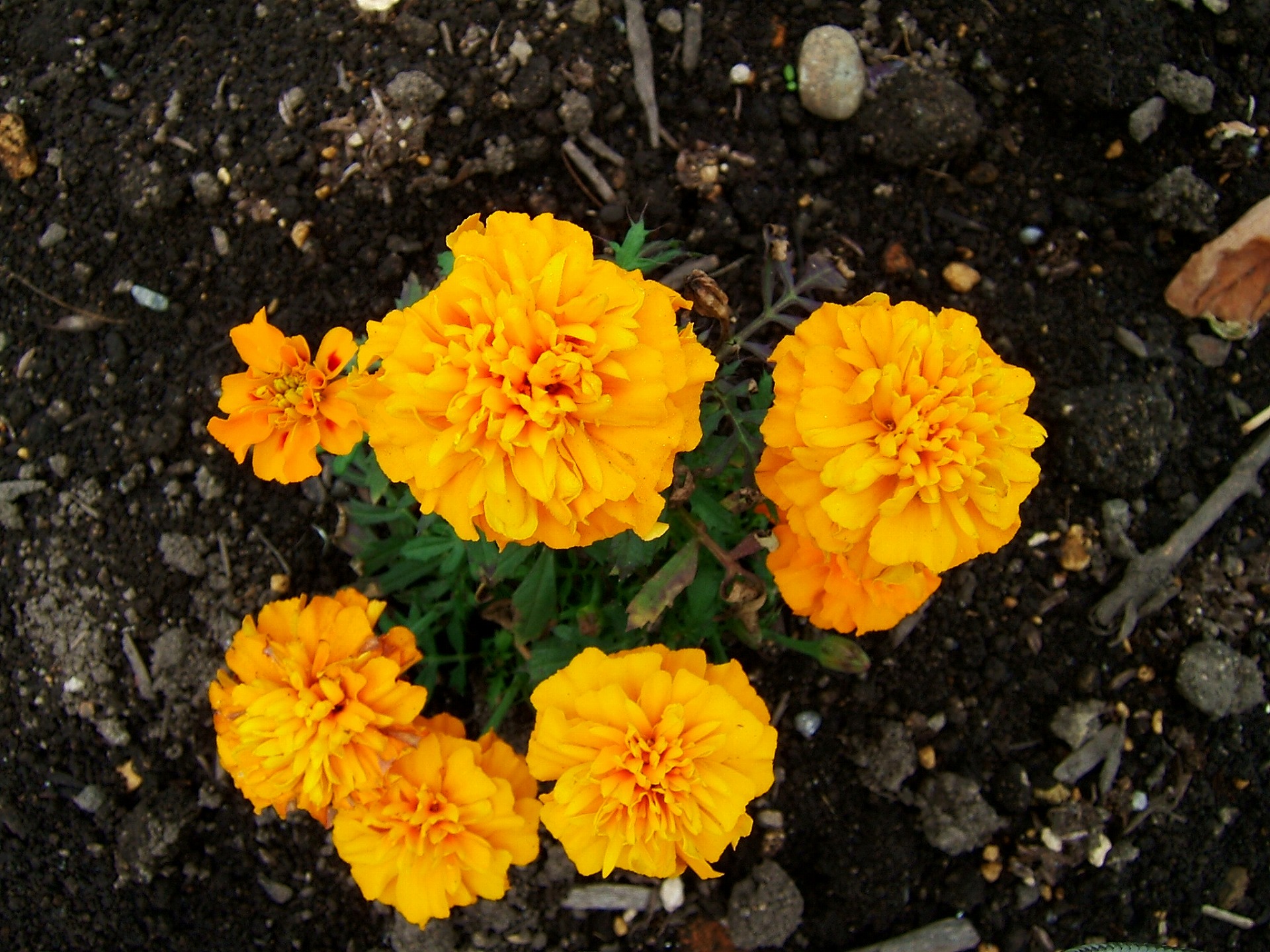 DSCF5865.jpg