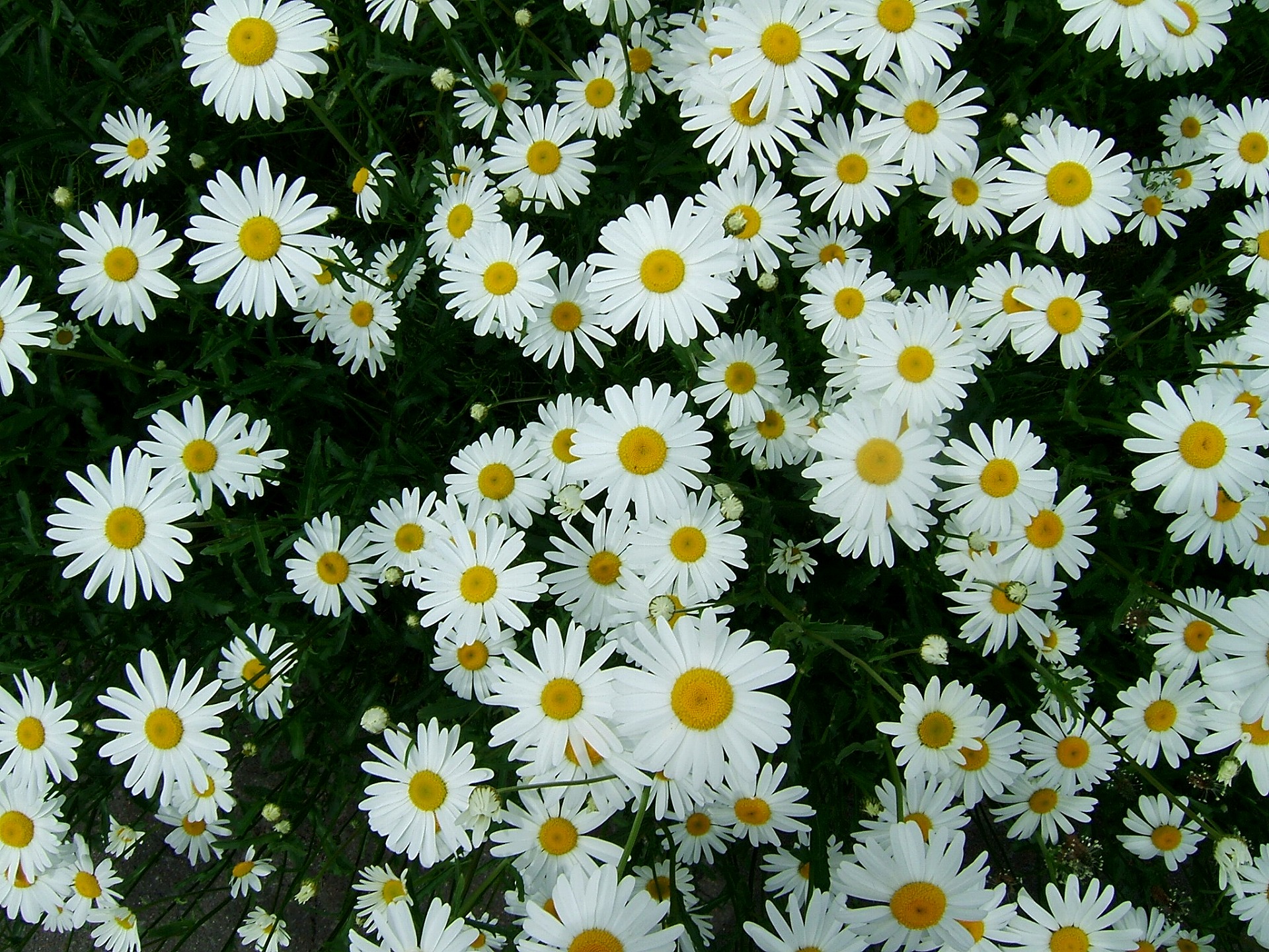 DSCF5872.jpg
