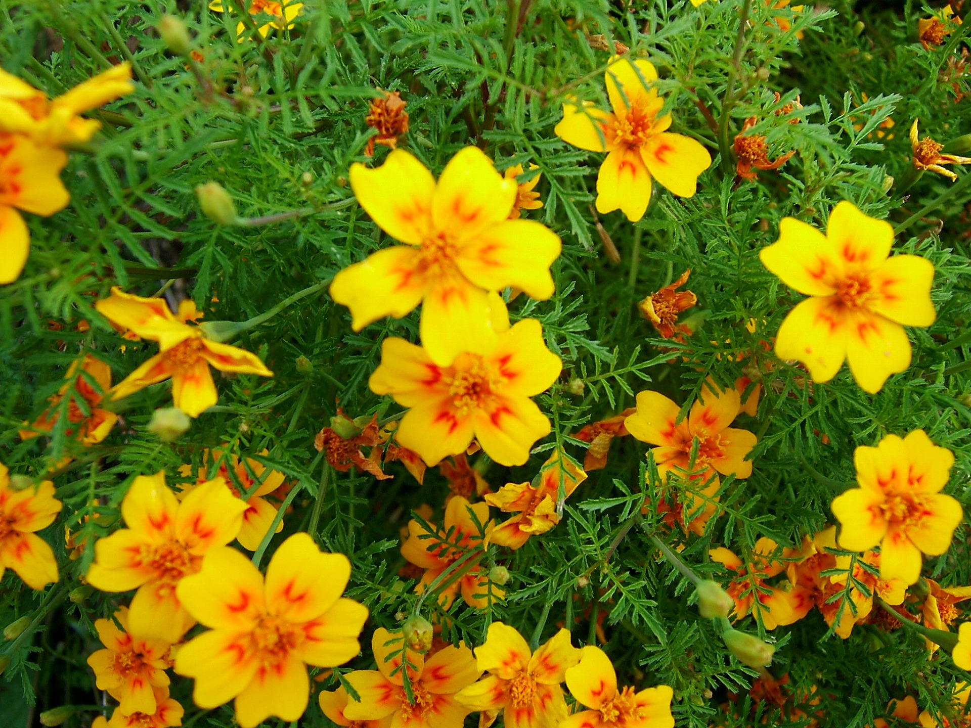 DSCF6439.jpg