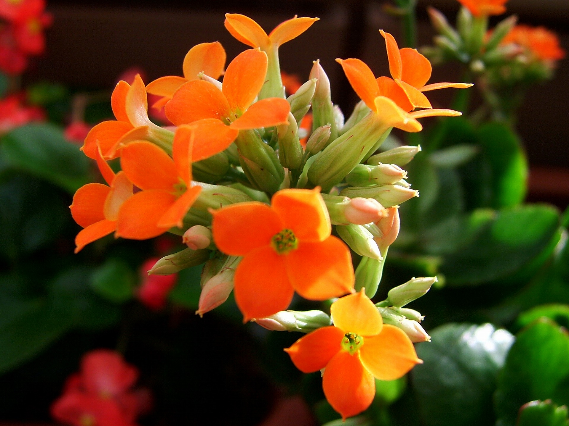 DSCF6613.jpg