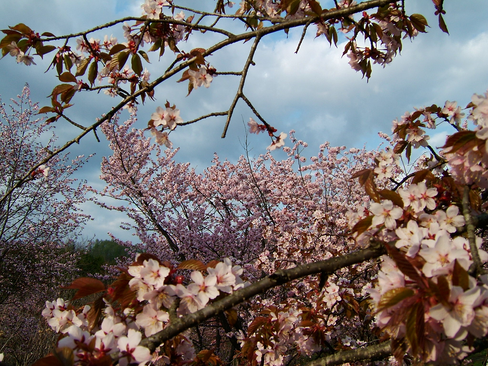DSCF5553.JPG