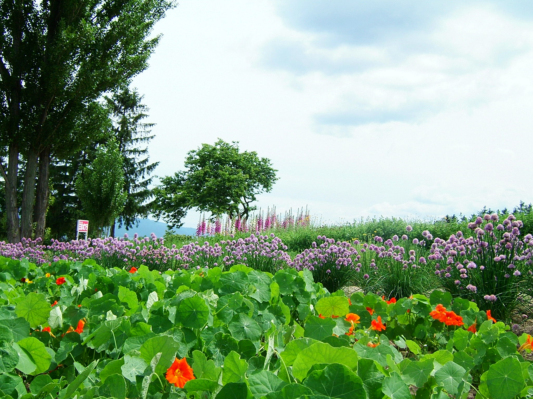 DSCF5908.JPG