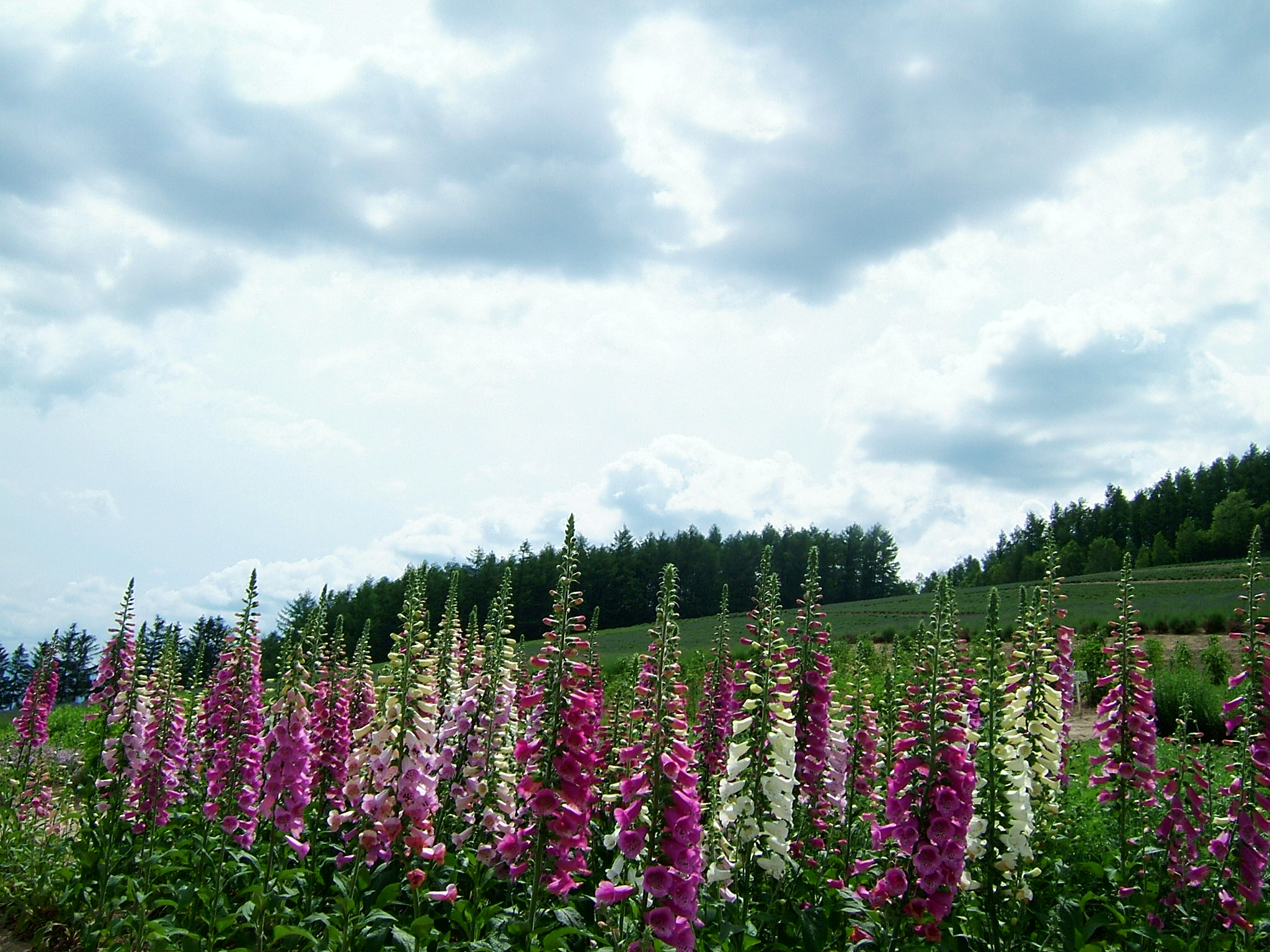 DSCF5916.JPG