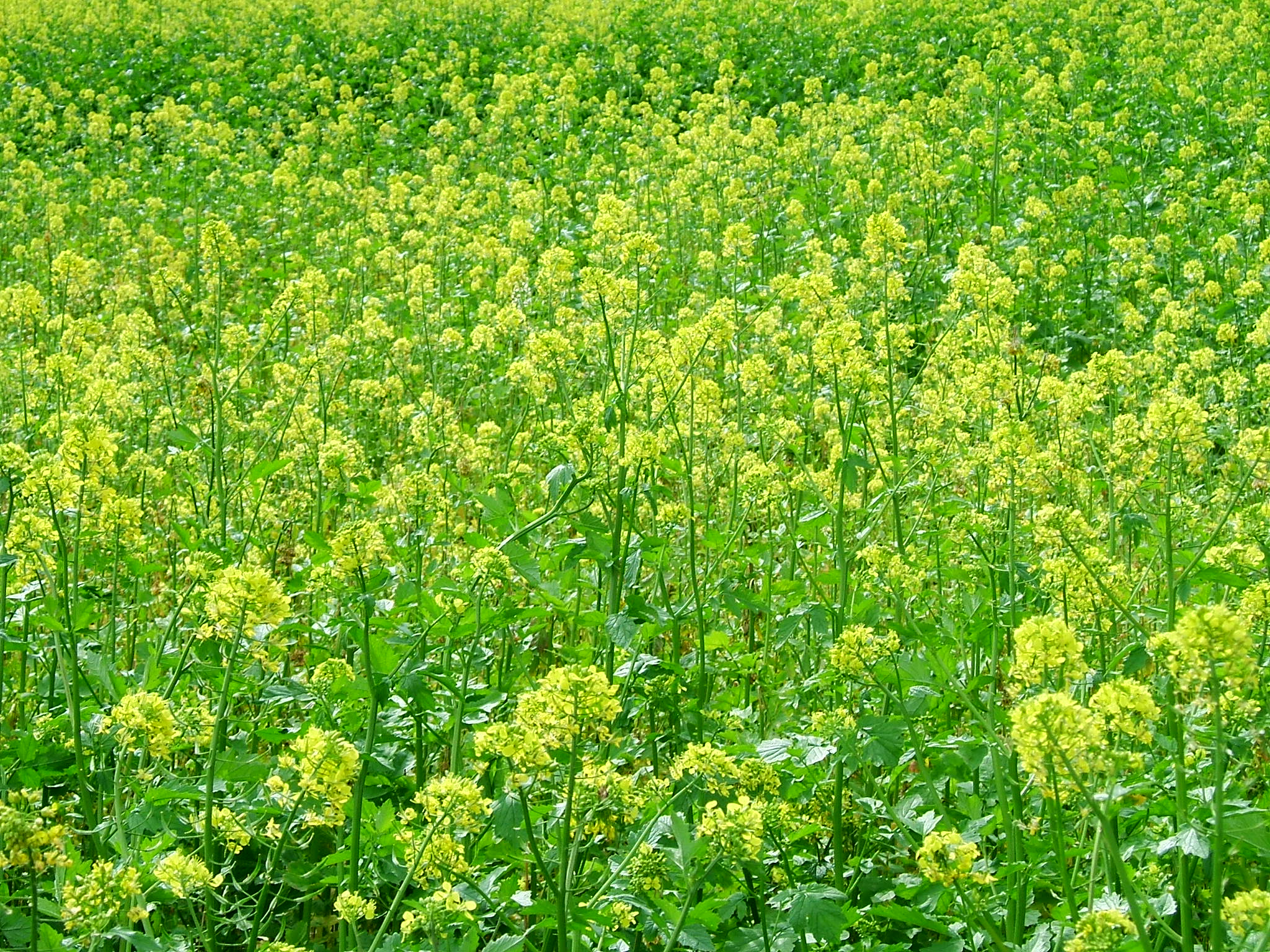 DSCF5979.JPG