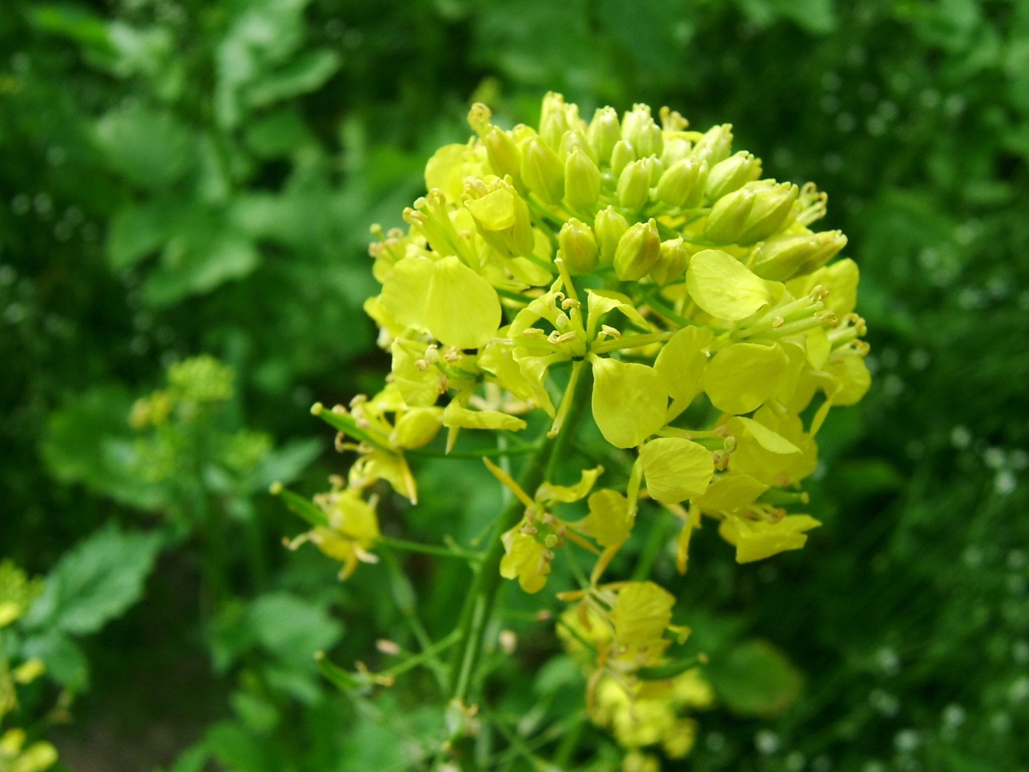 DSCF5981.JPG