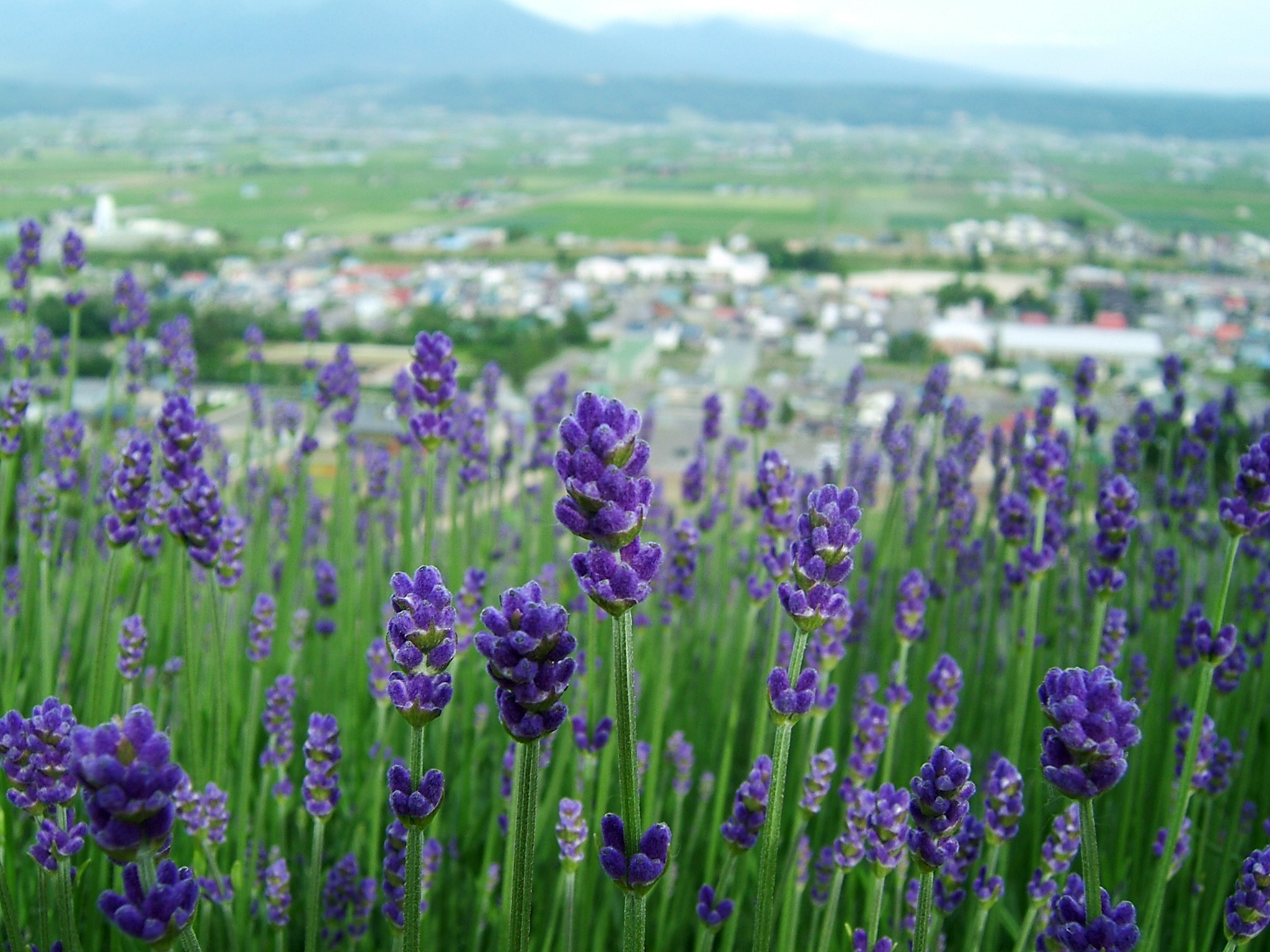 DSCF6026.JPG